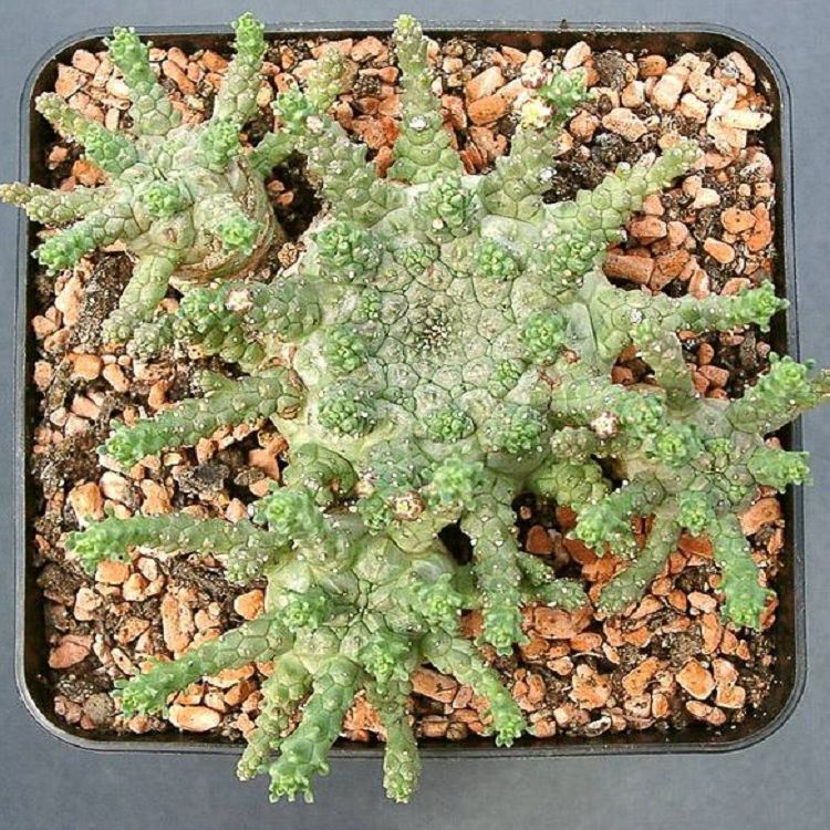 Euphorbia Brevirama suppliers