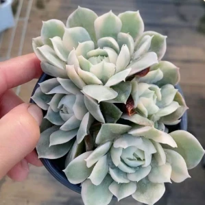 Echeveria Cv. Onslow Rare Plant