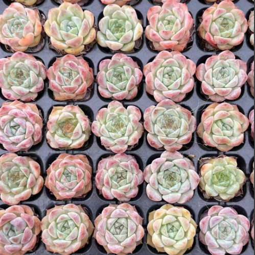 Echeveria 'مربای توت فرنگی' #scculentlife #plantsforsale