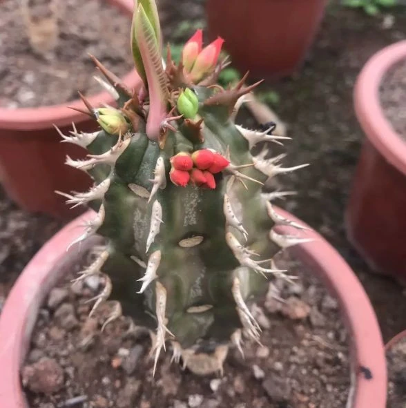 Euphorbia Bergeri factory