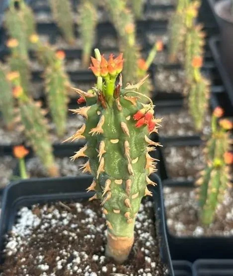 Euphorbia Bergeri suppliers