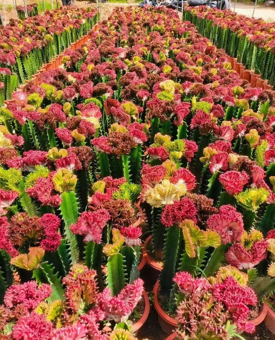 Euphorbia Lactea F. Cristata ‘Variegata’ best