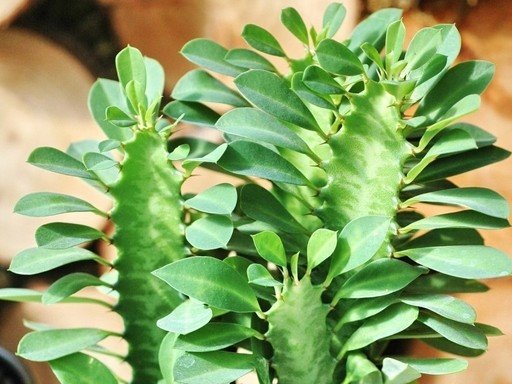 Euphorbia Trigona suppliers
