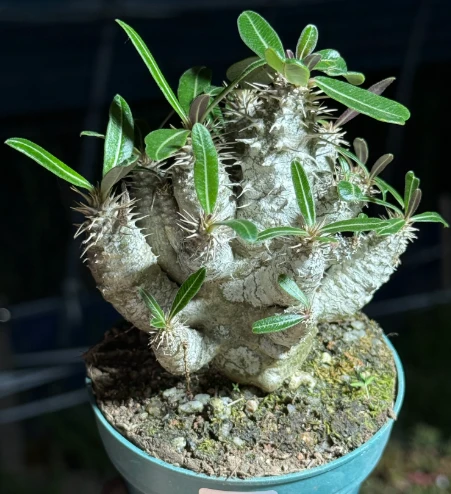 Pachypodium Rosulatum Ssp. Cactipes