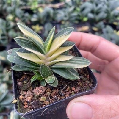 Gasteria   Gracilis   Var