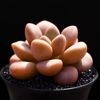 پارتی پیشتاز گراپتوپتالوم